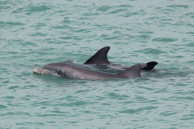 image of dolphins